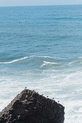 Sanderlings, rest on a large, dark rock jutting out into the ocean.  