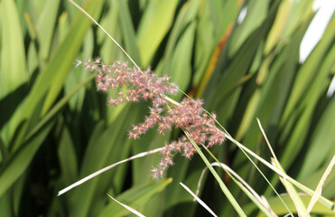 Seed heads on a Red Natal Grass (Melinis repens) plant
