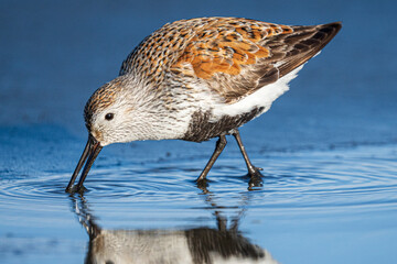 Dunlin (Calidris alpina) feeding along the Washington Coast during Spring Migration.