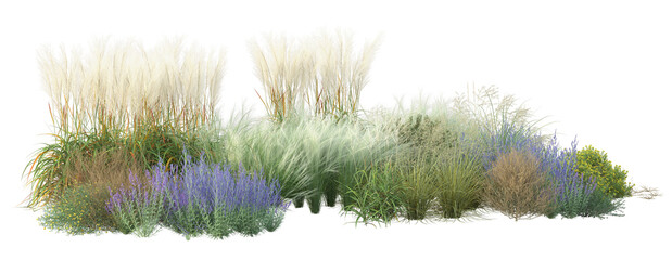 grass isolated on white background