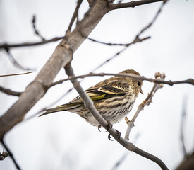 Pine Siskin up high