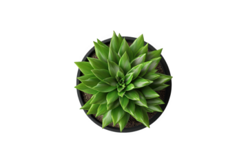 top-down view of a vibrant green succulent plant in a black pot. showcasing its intricate leaf patterns and healthy appearance the minimalist background emphasizes the plant's natural beauty. making i
