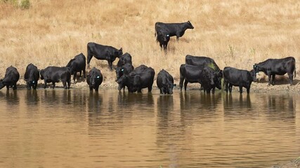 Beef Angus and Wagyu cows grazing in a field in a dry summer. Cow Herd on a farm practicing regenerative agriculture on a farming landscape. Fat Cattle at dusk