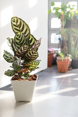 Houseplant decoration in living room, Beautiful Calathea in pot. 