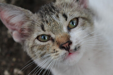Close-up portrait of a stray cat with green eyes