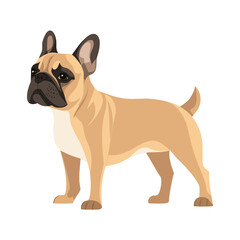 Obraz premium French Bulldog bulldog illustration cartoon vector