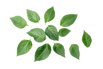 Fototapeta premium collection of fresh green leaves arranged artistically on a white background. showcasing their vibrant texture and color this composition emphasizes natural beauty and can be used for culinary. health