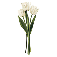 White Tulips tulips illustration minimalist vector