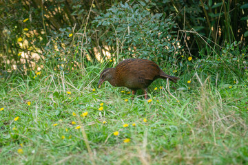 Flightless native New Zealand bird running through grass