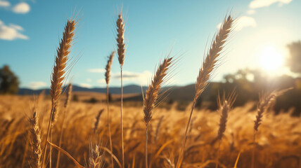 Naklejka premium Golden wheat field swaying in the sunset breeze