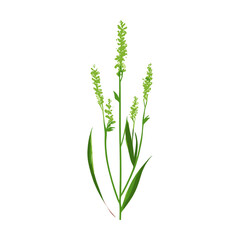Obraz premium Flat vector of green grass plant illustration art vector