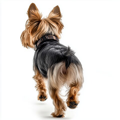 Yorkshite Terrier Back