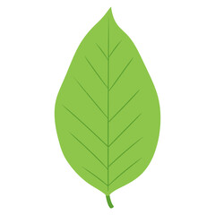 Tea leaf illustration nature simple  vector