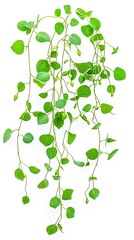 Hanging green plant, vibrant leaves, white background, nature detail, botanical illustration