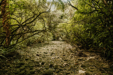 Walking through forest with dry river and green trees and bushes