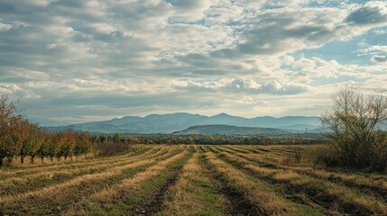Obraz premium A vast orchard of cherry trees in the distance, framed by a cloudy sky.