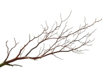 Fototapeta premium Bare, twisted branches isolated on pure white background, pattern, element