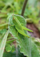 Green tropical grasshopper on leaf in Florida nature, closeup 