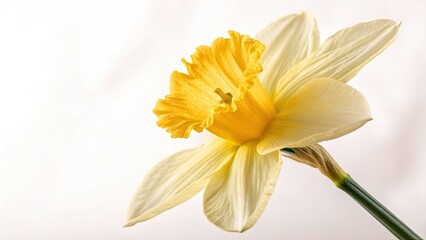 Fototapeta premium Double Exposure Daffodil Macro Photography: Pastel Bloom Soft Background