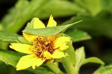 A vibrant green katydid (Tettigoniidae) camouflaged among leaves, blending perfectly with its surroundings, showcasing nature's mastery of disguise
