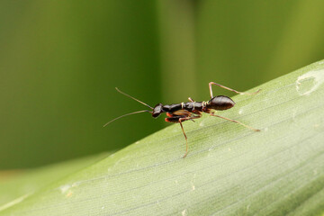 A black praying mantis with sleek, dark exoskeleton, perched on foliage, displaying its predatory stance and stealthy hunting behavior in the wild