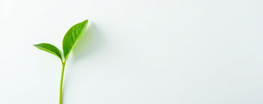 Simple green plant stem against white surface, simple, flowerless