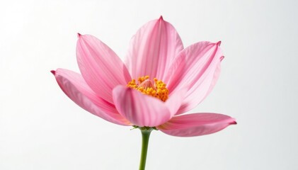 Obraz premium Single bloom of flower in isolation against white background, petals, flowers, nature