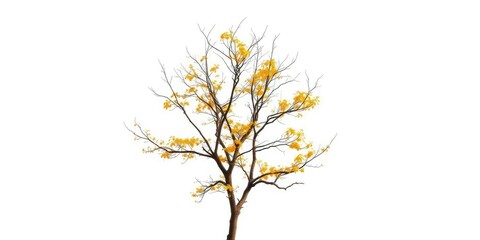 Obraz premium Single deciduous tree, stark branches against bright white, ecology, white background