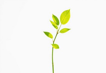 Single vibrant green plant isolated on pure white backdrop, illustration, picture