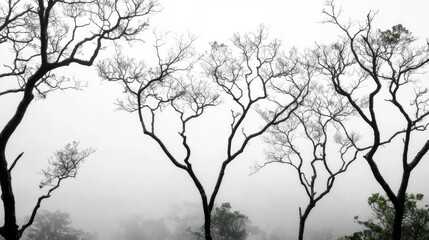 Fototapeta premium Silhouette of leafless trees in a misty forest, creating a moody and atmospheric scene.