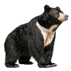 Fototapeta premium Andean Bear isolated on white or transparent background 