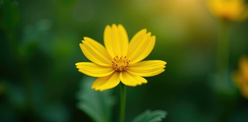Obraz premium A solitary, yellow flower with delicate petals, delicate, solo, bloom