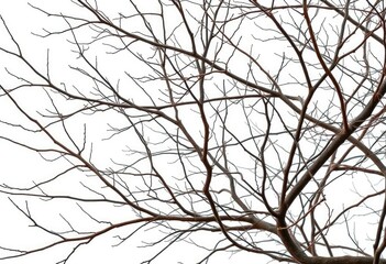 Obraz premium Bare, intertwined branches isolated on pure white background, plant, texture