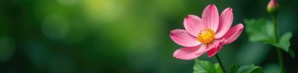 Fototapeta premium Flower with subtle shading and delicate texture, plant, leaf