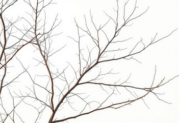Obraz premium Intricate bare branches, stark white backdrop, nature, wood