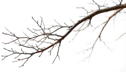 Obraz premium Isolated bare branches against pure white backdrop, showcasing intricate textures and shapes, macro, isolated