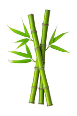 Fototapeta premium bamboo isolated on white background