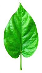 Fototapeta premium Simple isolated green leaf on white background, plant, foliage