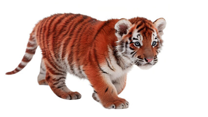 Obraz premium Tiger Cub.
