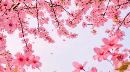Fototapeta premium Springtime Cherry Blossom Shower Pink Flowers Branches Petals Sky