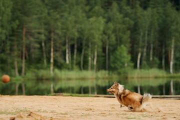 A Collie running enthusiastically towards a ball on sandy ground near a serene lakeside. The action...