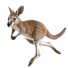 Wallaby isolated on white or transparent background 
