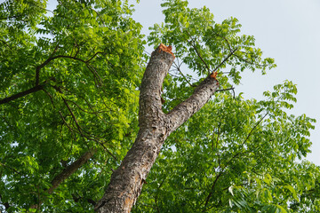 Deforestation or forest clearance	