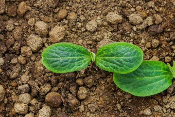 Close up of a cucumber seedling 