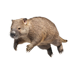 Wombat isolated on white or transparent background 