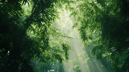 A lush green background filled with tall trees and sunlight dappling through the leaves.