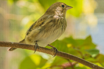 The Japanese white-eye, Zosterops japonicus, the mejiro, a small bird in the white-eye family. Its native from east Asia and it has been introduced to other places to pest control. Florida, USA, 2020