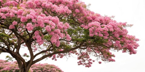 Pink Acacia Blossom Portrait Photography: Abundant Spring Flowers, Delicate Petals, Nature Photography