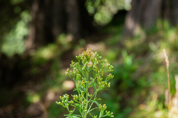 Plant with yellow flowers surrounded by bokeh soft background