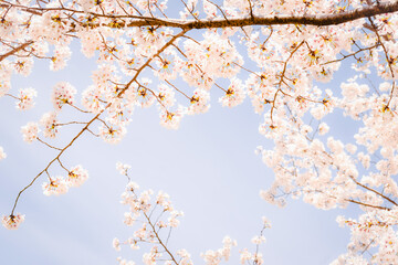 満開の桜の花のクローズアップ、庭のサクラ、ソメイヨシノ、染井吉野